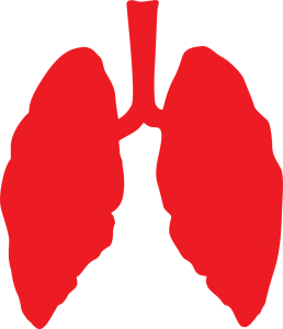 lungs and airways