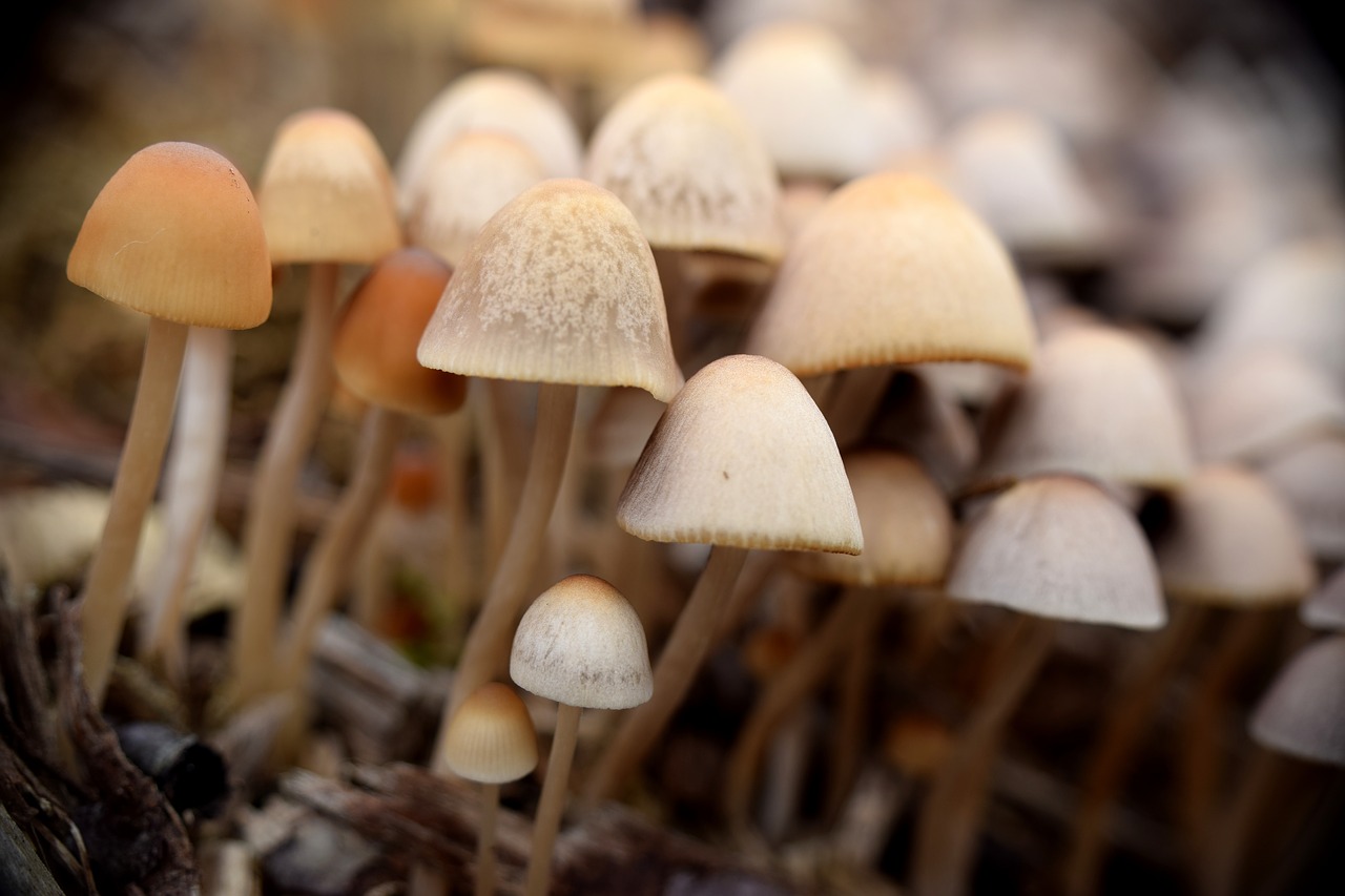 mushrooms growing